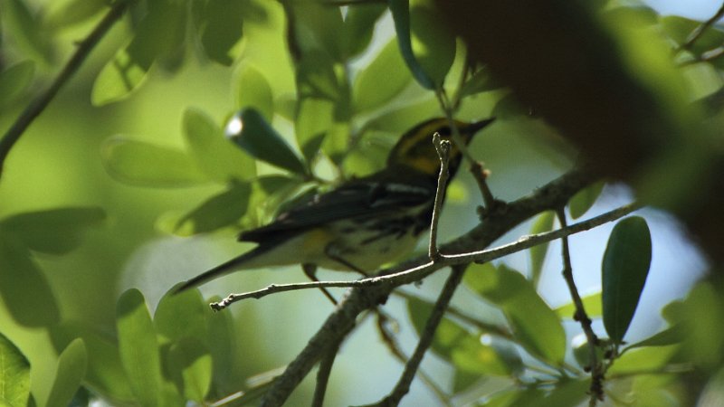 Black-throated Green Warbler High Island_2010_04_24_3784.JPG
